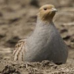 image of bird