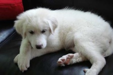 image of great_pyrenees