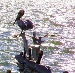 image of pelican