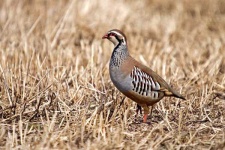 image of partridge