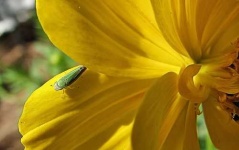 image of leafhopper