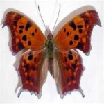 image of animal