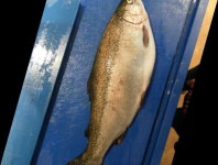 image of fish