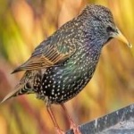image of bird