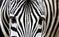 image of animal