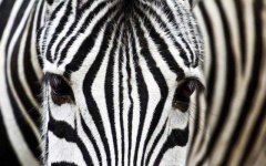 image of zebra #28