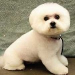 image of animal