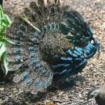 image of bird