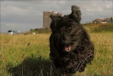 image of scottish_terrier #26