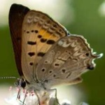 image of animal