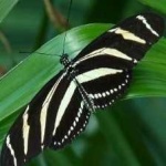 image of animal