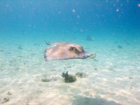 image of stingray