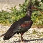 image of bird