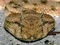 image of sidewinder