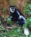 image of colobus #7