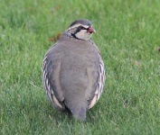 image of partridge