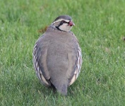 image of partridge #26