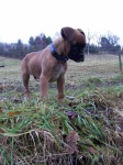 image of boxer