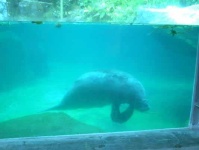 image of dugong
