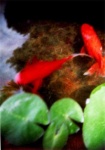 image of goldfish