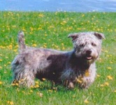image of wire_haired_fox_terrier