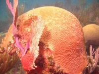 image of brain_coral