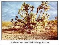 image of joshua_tree