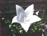 image of flower