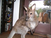 image of wallaby