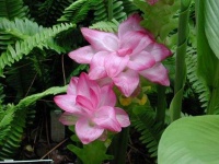 image of flower