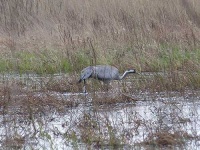 image of crane