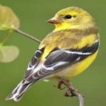 image of bird