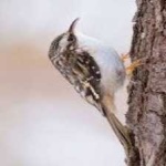 image of bird