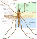 image of mosquito