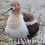 image of bird