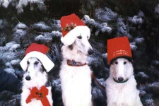 image of borzoi
