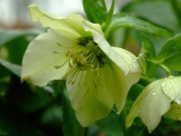 image of flower
