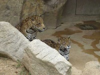 image of jaguar_car
