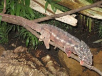 image of horned_viper