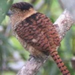 image of bird