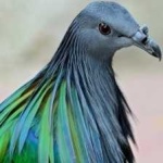 image of bird