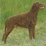 image of curly_coated_retriever