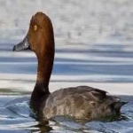 image of bird