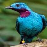 image of bird