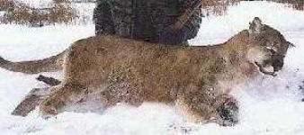 image of cougar_body