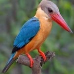 image of bird