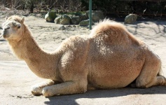 image of animal