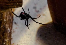 image of black_widow