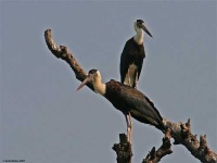 image of white_stork
