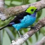 image of bird